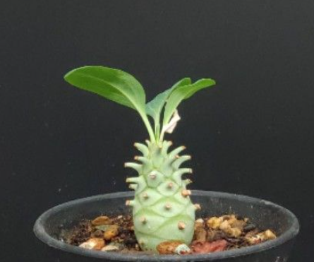 Euphorbia longituberculosa 5 Seeds