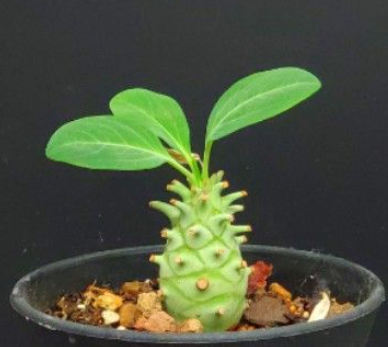 Euphorbia longituberculosa 5 Seeds