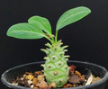 Euphorbia longituberculosa 5 Seeds