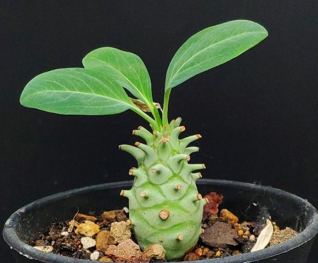 Euphorbia longituberculosa 5 Seeds