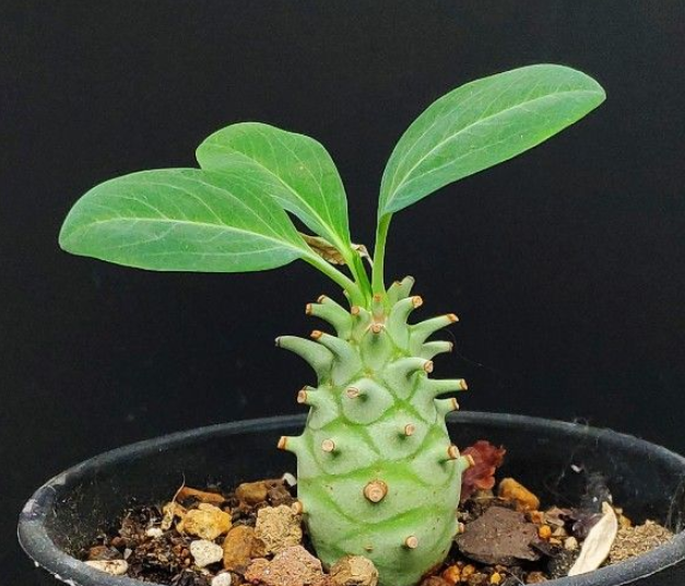 Euphorbia longituberculosa 5 Seeds