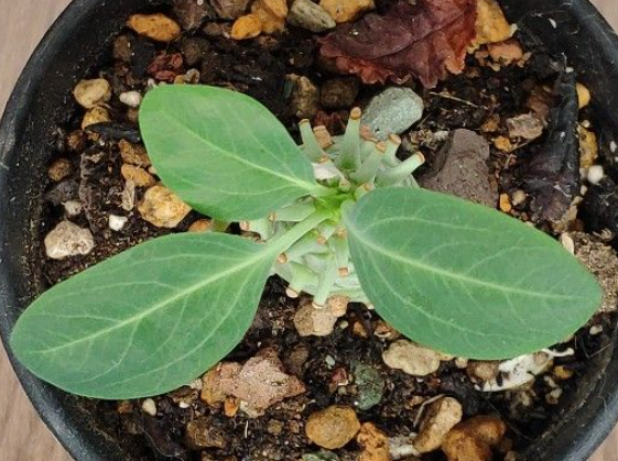Euphorbia longituberculosa 5 Seeds