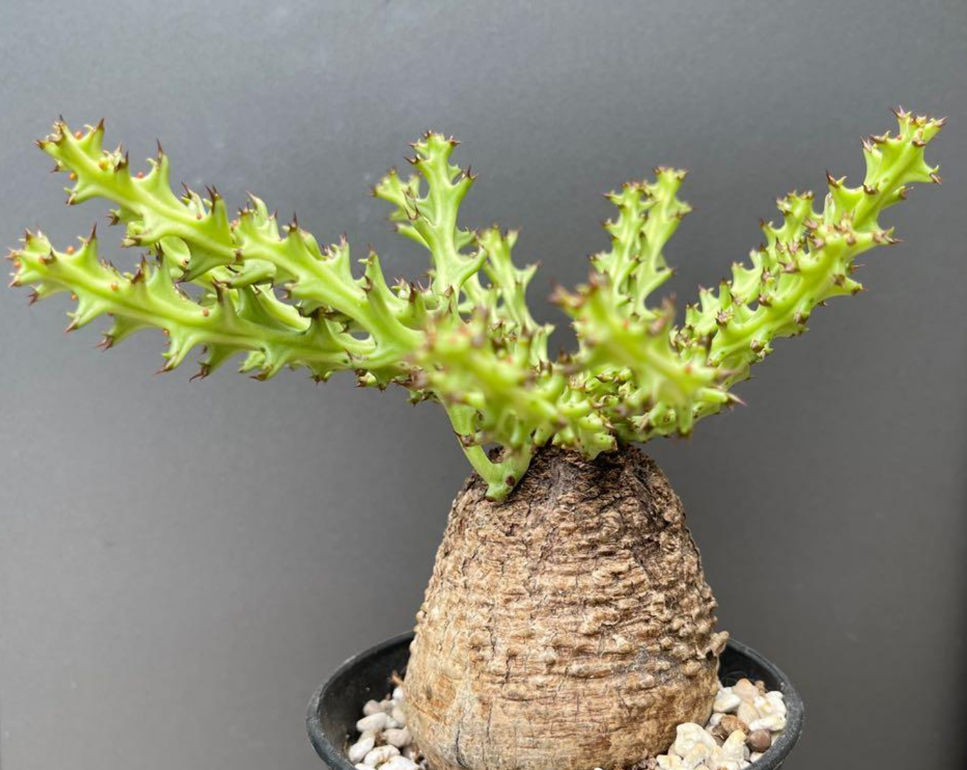 Euphorbia fanshawei 5 Seeds