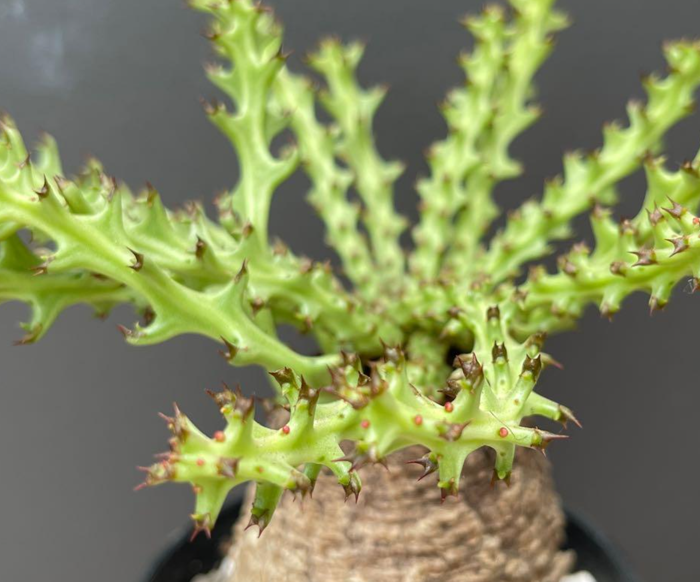 Euphorbia fanshawei 5 Seeds