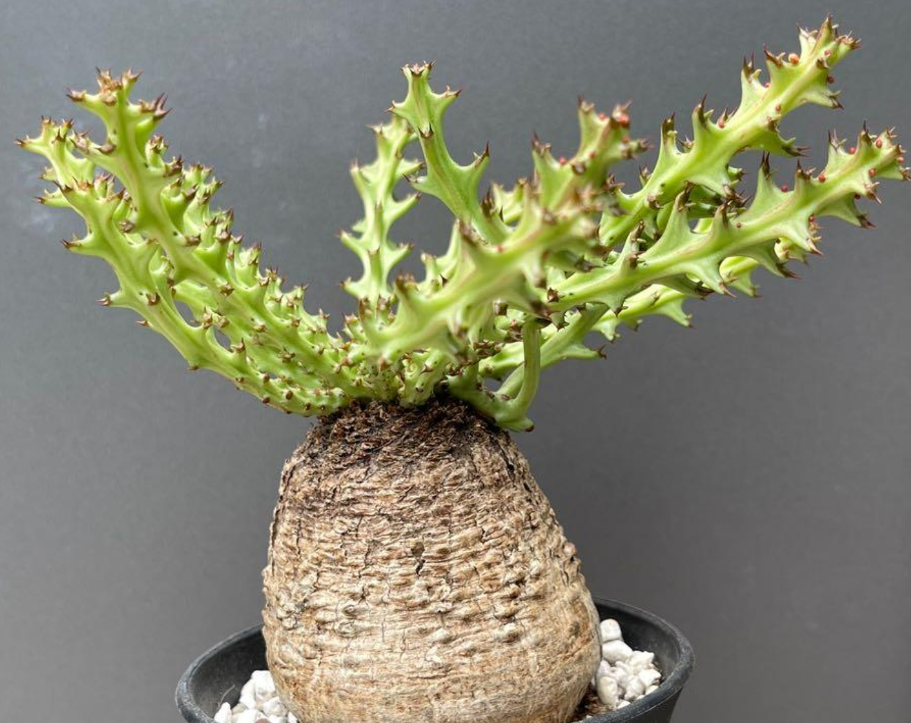 Euphorbia fanshawei 5 Seeds