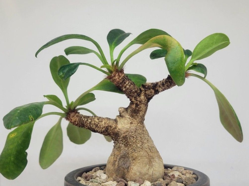 Euphorbia Ramena 5 Seeds