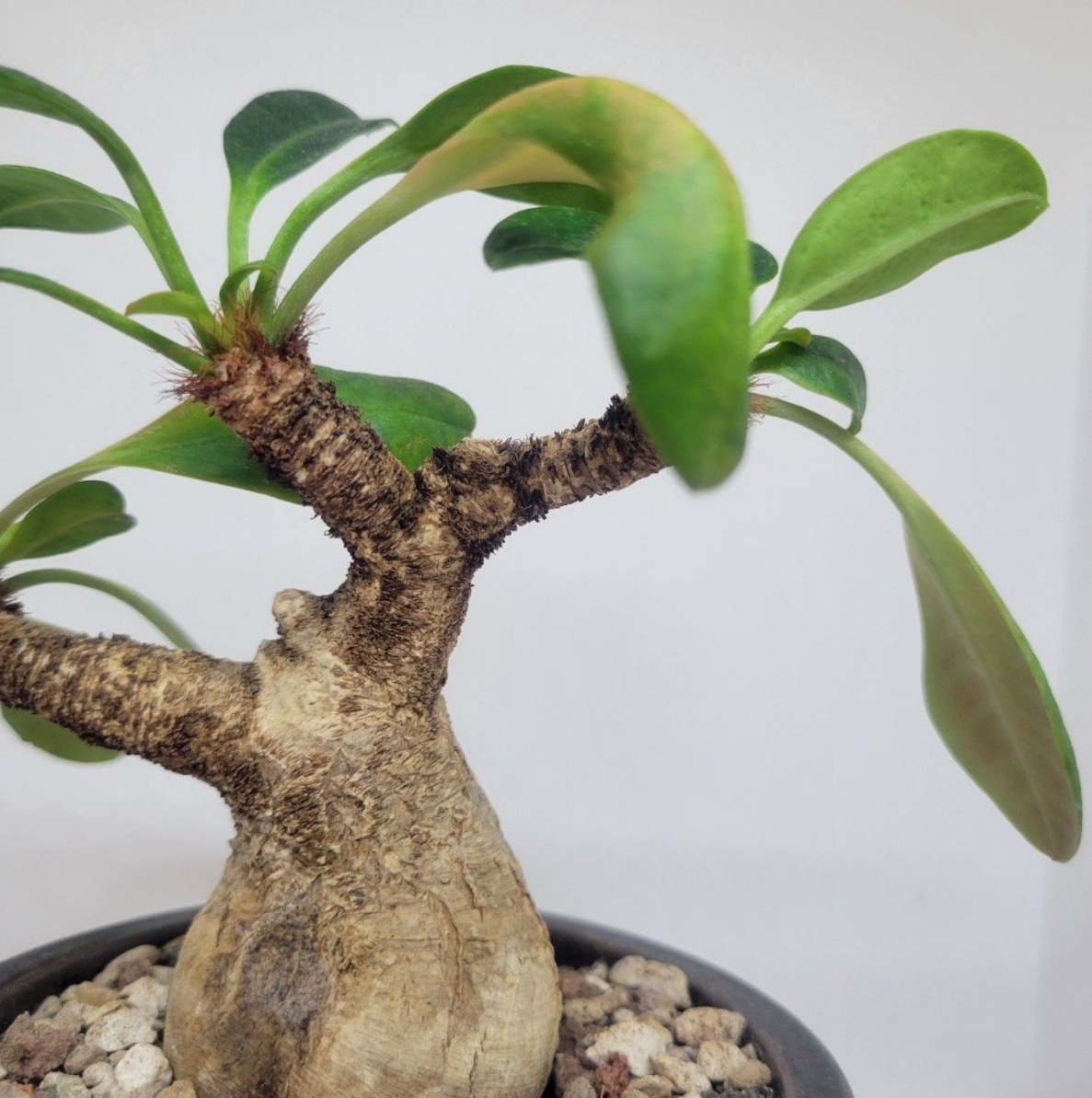 Euphorbia Ramena 5 Seeds