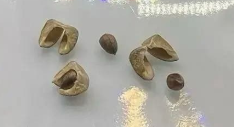 Euphorbia Ramena 5 Seeds