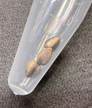 Euphorbia cylindrifolia 5 Seeds