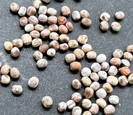 Euphorbia globosa 5 Seeds