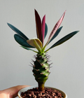 Euphorbia pachypodioides 5 Seeds