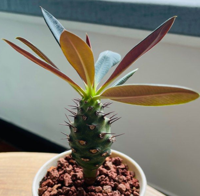 Euphorbia pachypodioides 5 Seeds