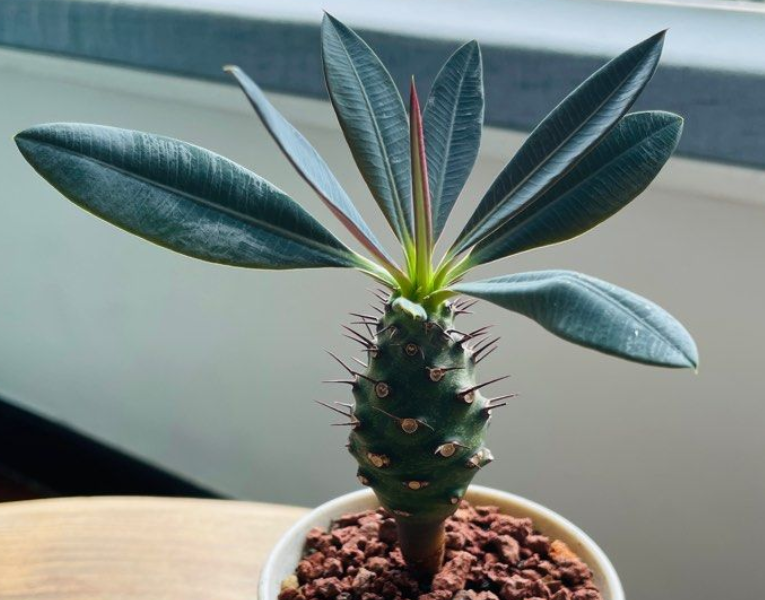 Euphorbia pachypodioides 5 Seeds