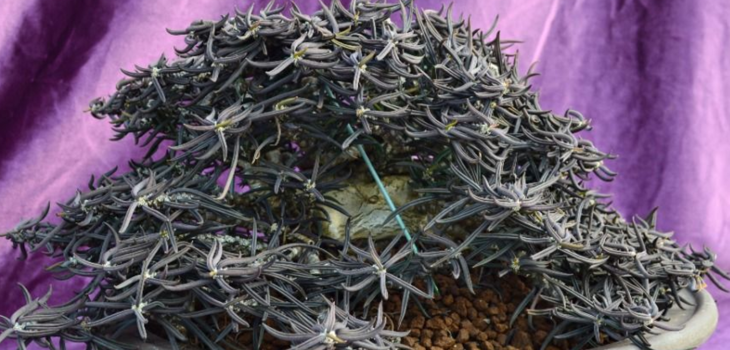 Euphorbia cylindrifolia 5 Seeds