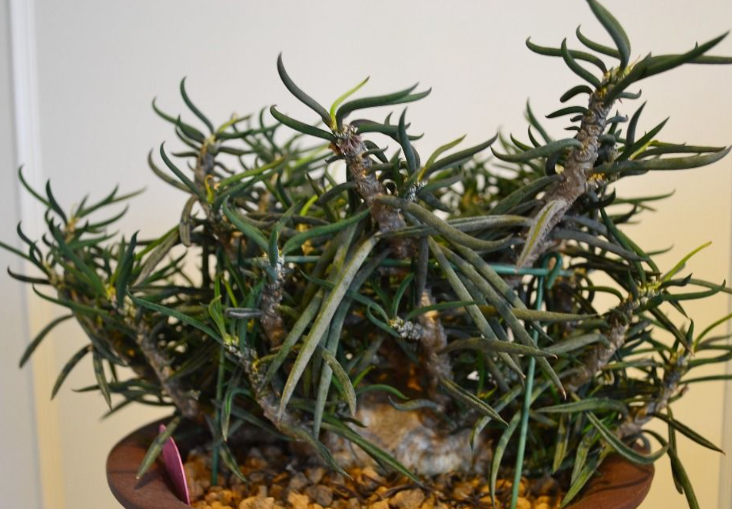 Euphorbia cylindrifolia 5 Seeds