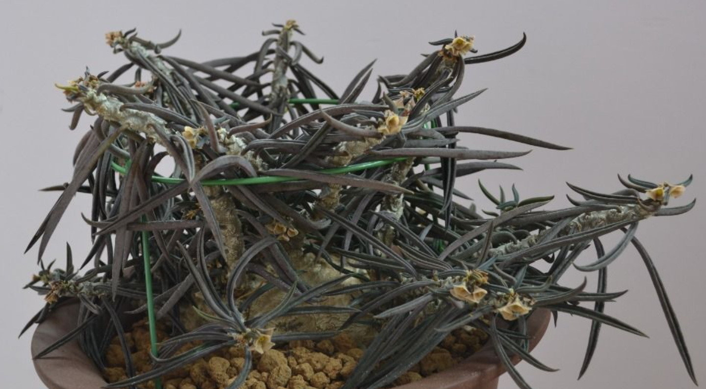 Euphorbia cylindrifolia 5 Seeds