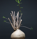 Euphorbia Hedyotoides 5 Seeds