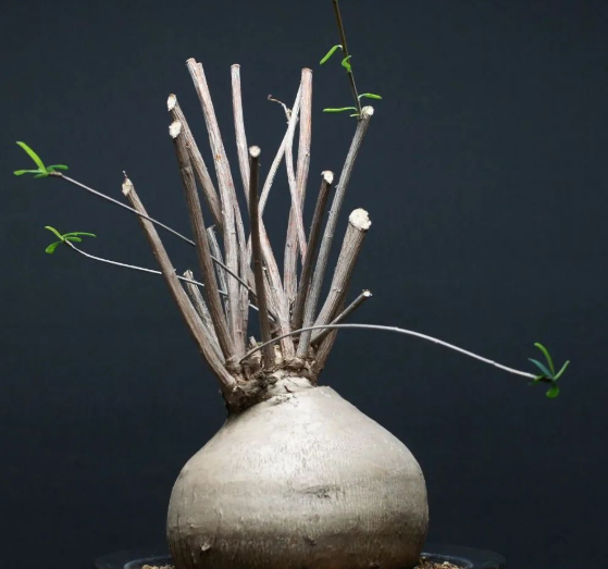 Euphorbia Hedyotoides 5 Seeds