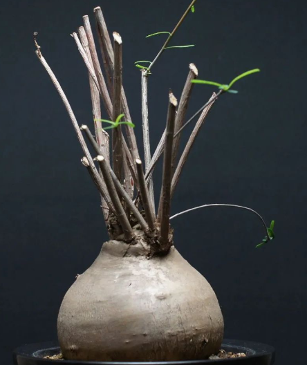 Euphorbia Hedyotoides 5 Seeds
