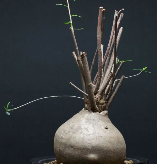Euphorbia Hedyotoides 5 Seeds