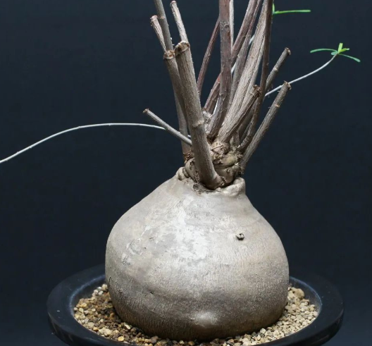 Euphorbia Hedyotoides 5 Seeds