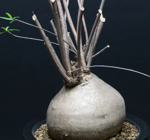 Euphorbia Hedyotoides 5 Seeds