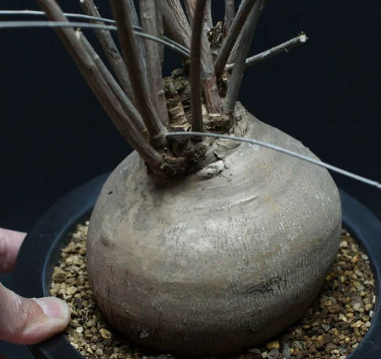 Euphorbia Hedyotoides 5 Seeds