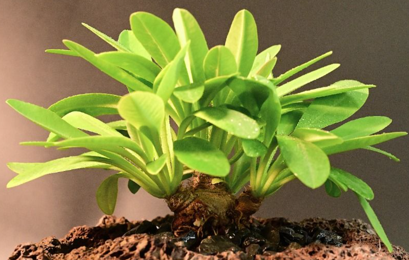 Euphorbia itremensis 5 Seeds