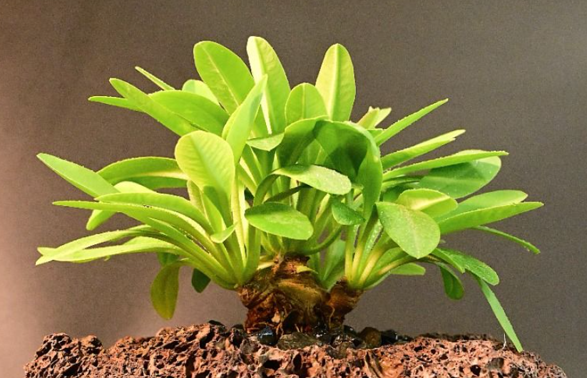 Euphorbia itremensis 5 Seeds
