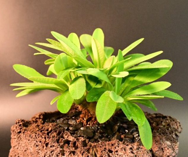 Euphorbia itremensis 5 Seeds