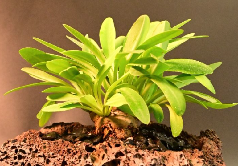 Euphorbia itremensis 5 Seeds