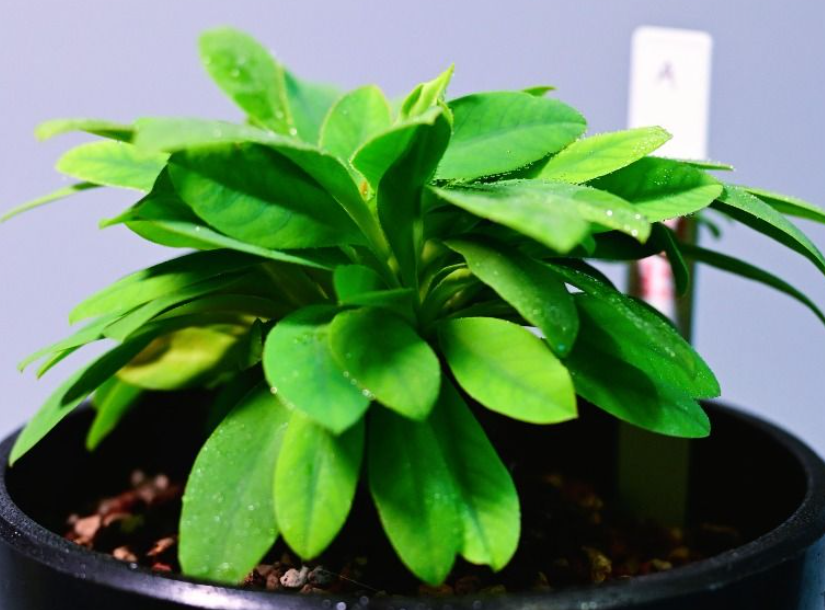 Euphorbia itremensis 5 Seeds