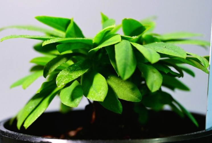 Euphorbia itremensis 5 Seeds
