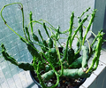 Euphorbia globosa 5 Seeds