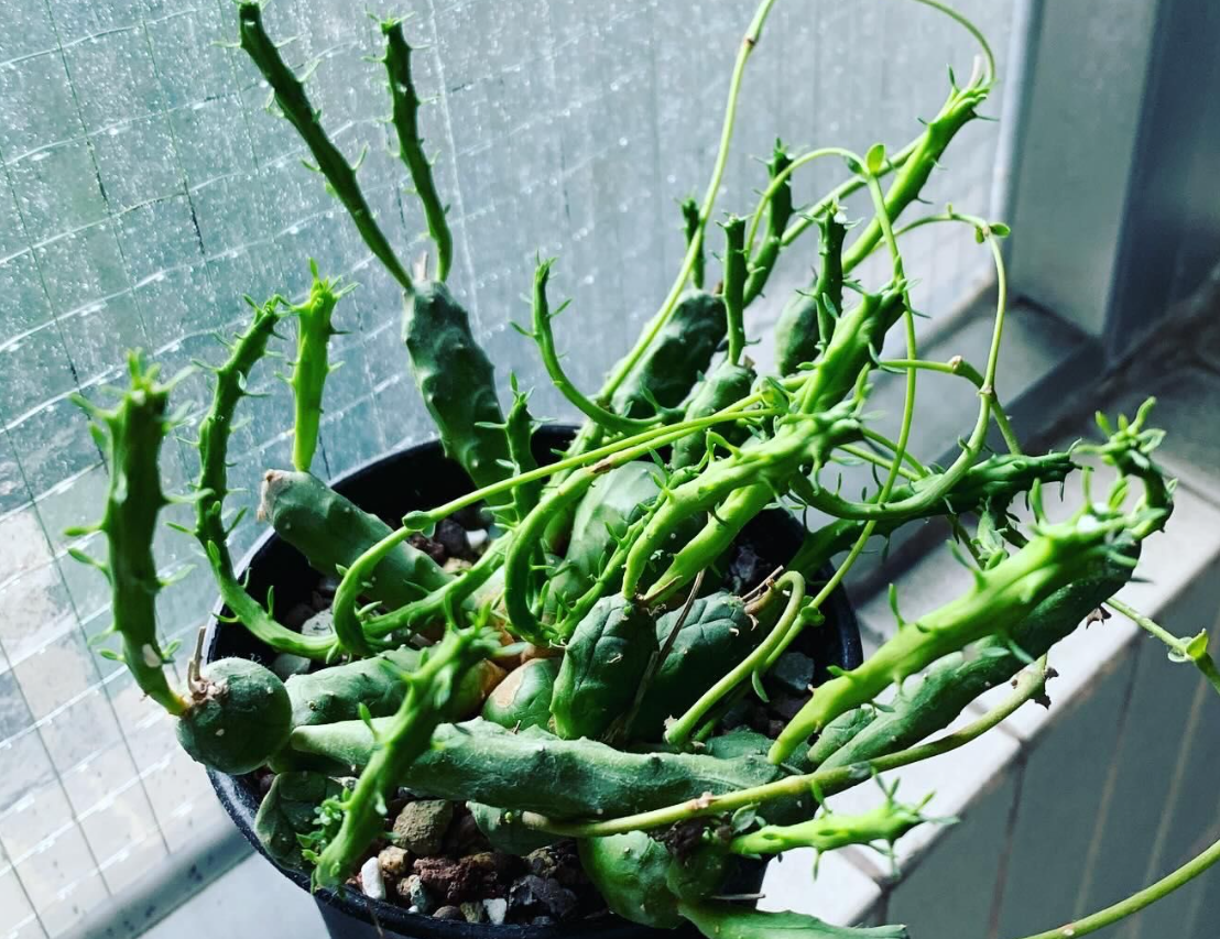 Euphorbia globosa 5 Seeds