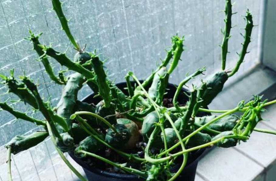 Euphorbia globosa 5 Seeds