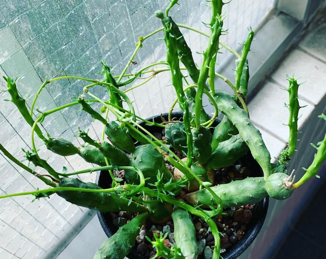 Euphorbia globosa 5 Seeds