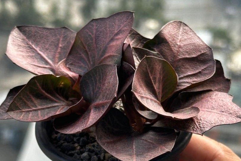 Euphorbia francoisii 5 Seeds