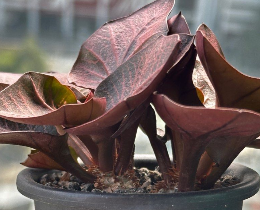 Euphorbia francoisii 5 Seeds