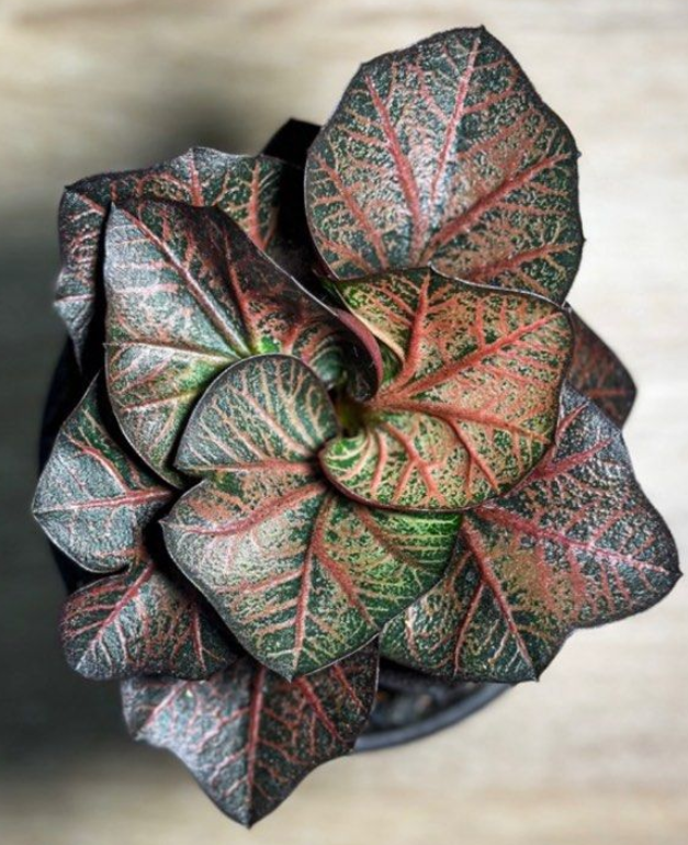 Euphorbia francoisii 5 Seeds