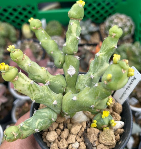 Euphorbia clivicola 5 Seeds