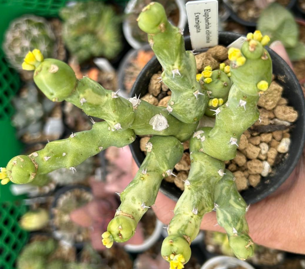 Euphorbia clivicola 5 Seeds