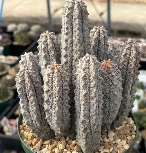 Euphorbia abdelkuri 8 Seeds