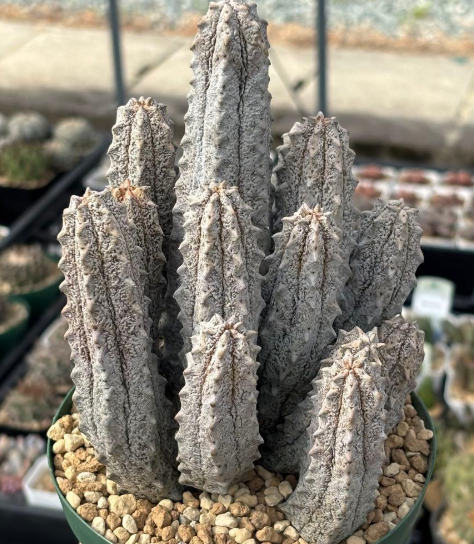 Euphorbia abdelkuri 8 Seeds