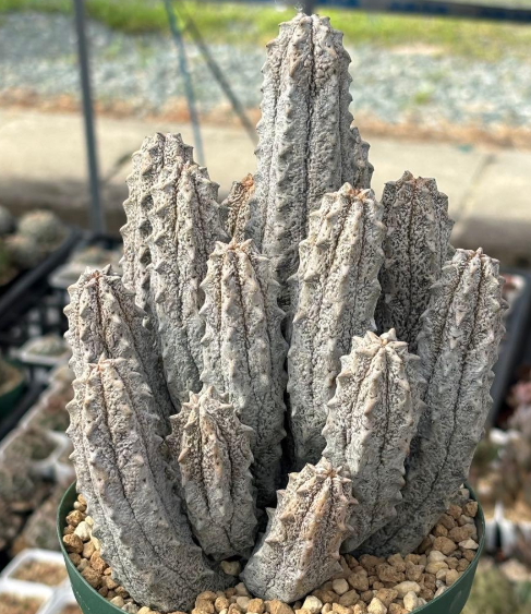 Euphorbia abdelkuri 8 Seeds