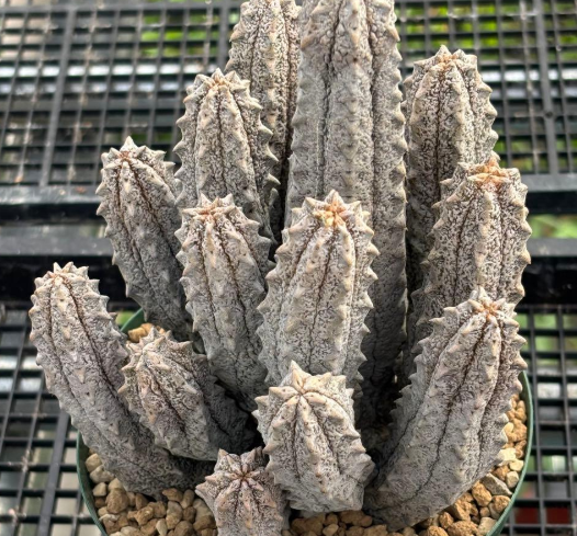 Euphorbia abdelkuri 8 Seeds
