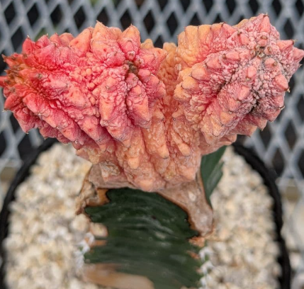 Euphorbia abdelkuri  cv. ' Damask' 8 Seeds