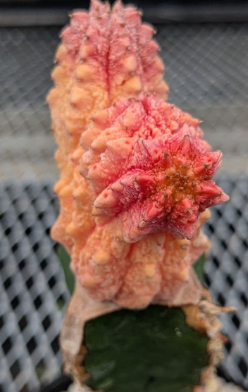 Euphorbia abdelkuri  cv. ' Damask' 8 Seeds