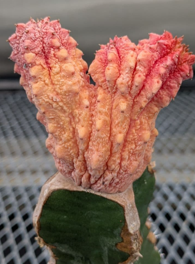 Euphorbia abdelkuri  cv. ' Damask' 8 Seeds