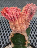 Euphorbia abdelkuri  cv. ' Damask' 8 Seeds